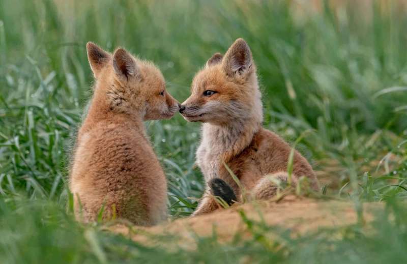 Two foxes rub noses