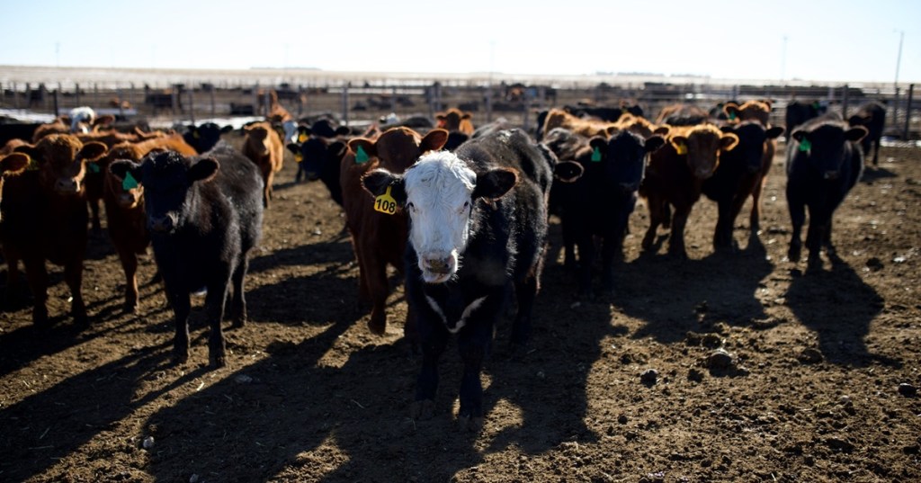 Nebraska feedlot